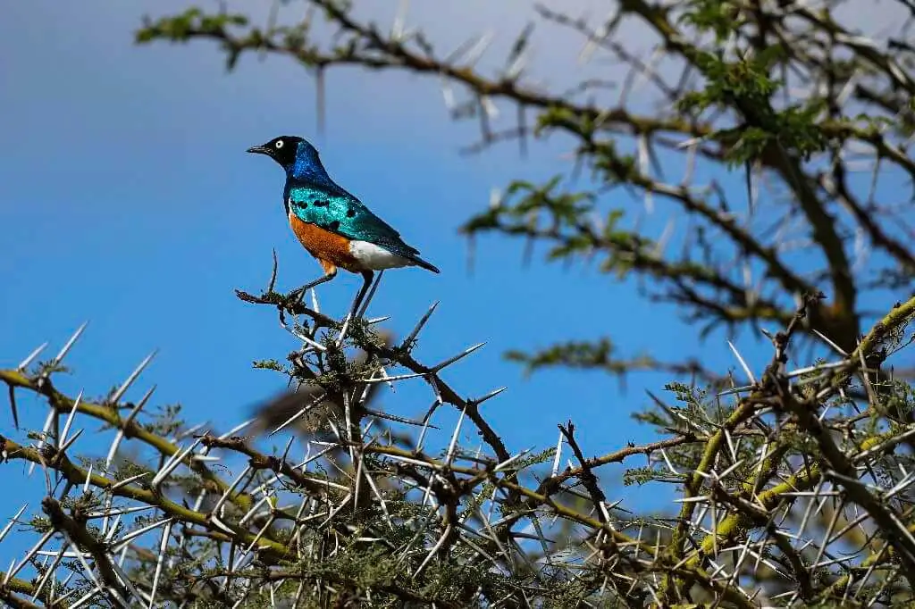 Superb starling on a tree